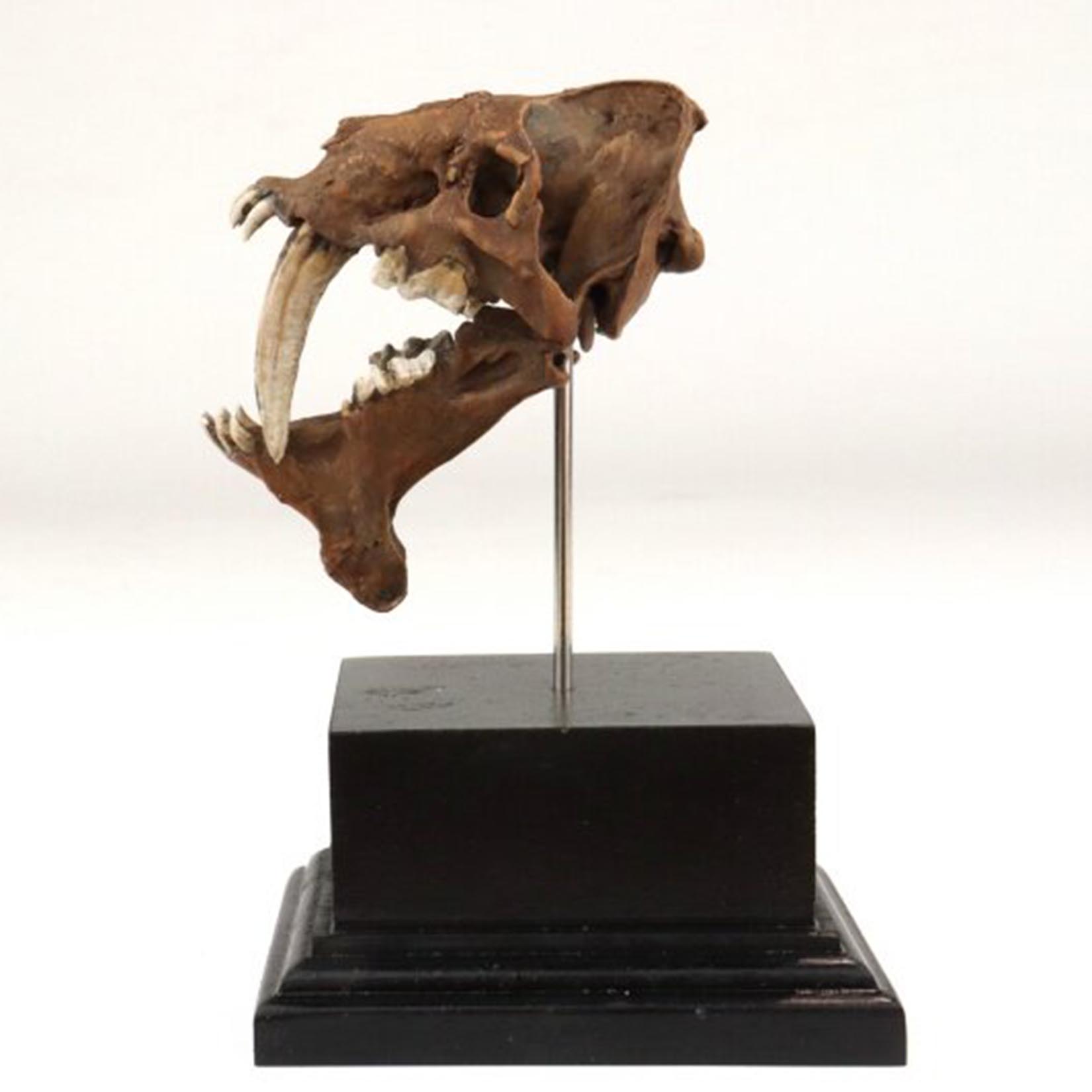 Modelo de Crânio de Smilodon I - 3D Printing Tooth avaliação e preço