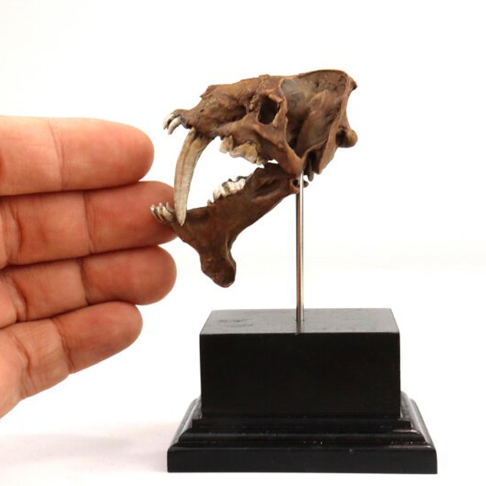 Modelo de Crânio de Smilodon I - 3D Printing Tooth avaliação e preço