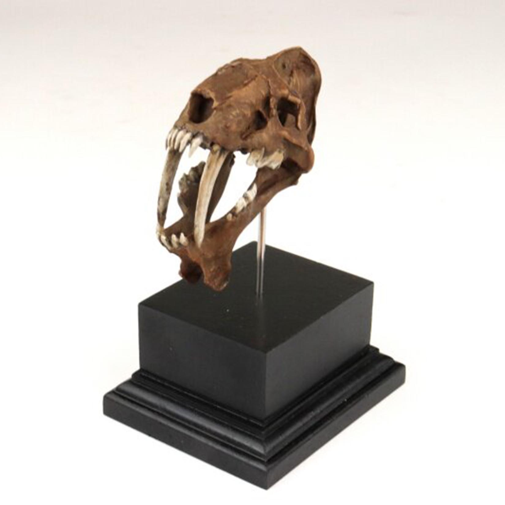 Modelo de Crânio de Smilodon I - 3D Printing Tooth avaliação e preço